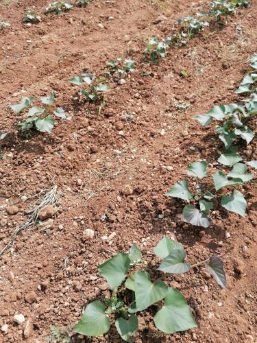 La production été 2023