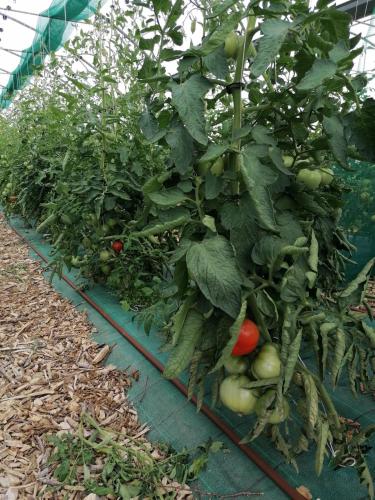 La production été 2023