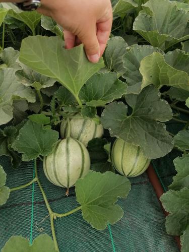 La production été 2023