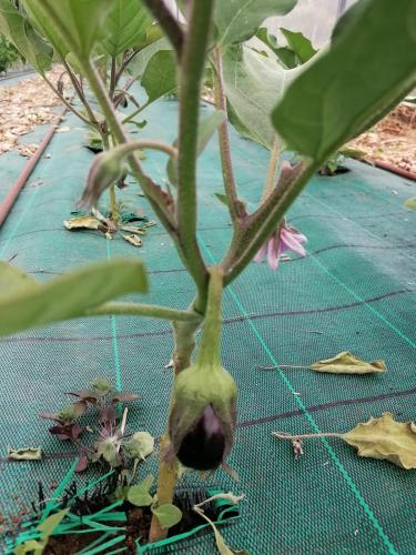 La production été 2023