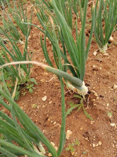 La production été 2023