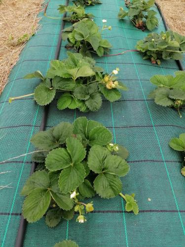 La production été 2023