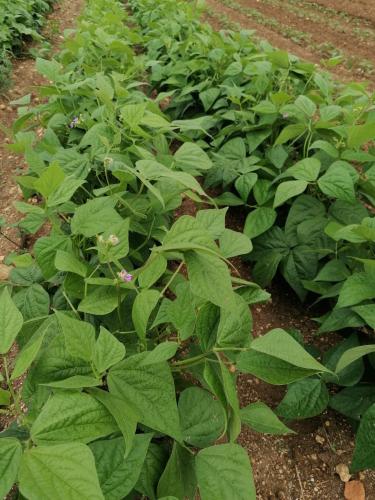 La production été 2023