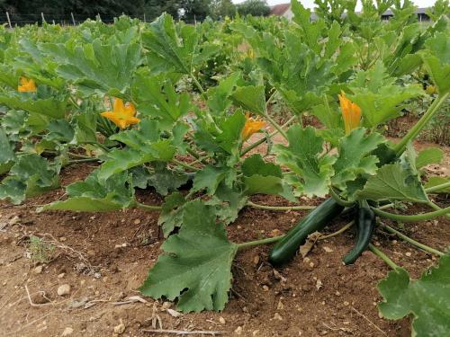 La production été 2023