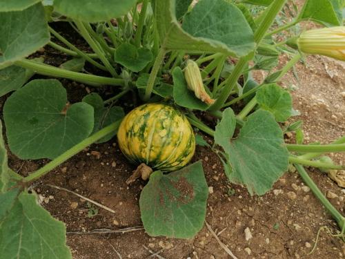 La production été 2023