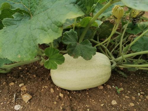 La production été 2023