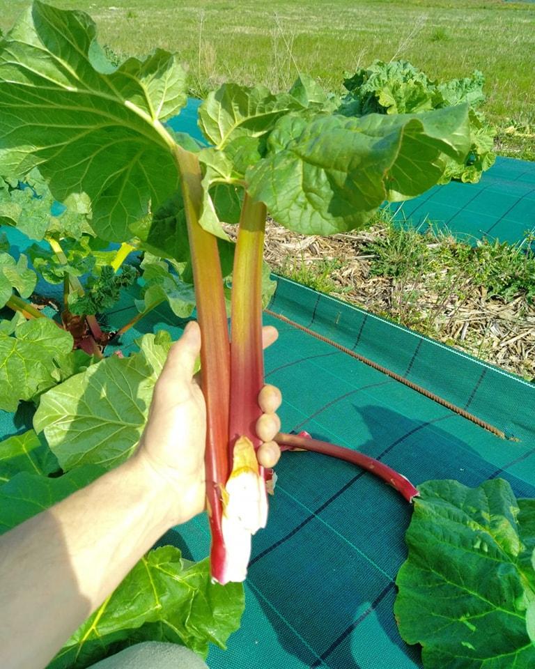 Arriv&eacute;e de la rhubarbe