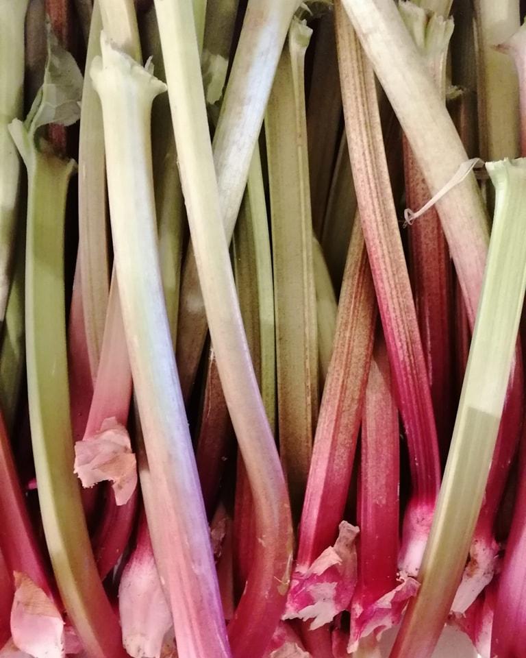 Arriv&eacute;e de la rhubarbe