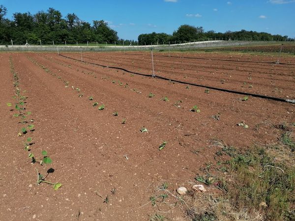 Plantation des courges
