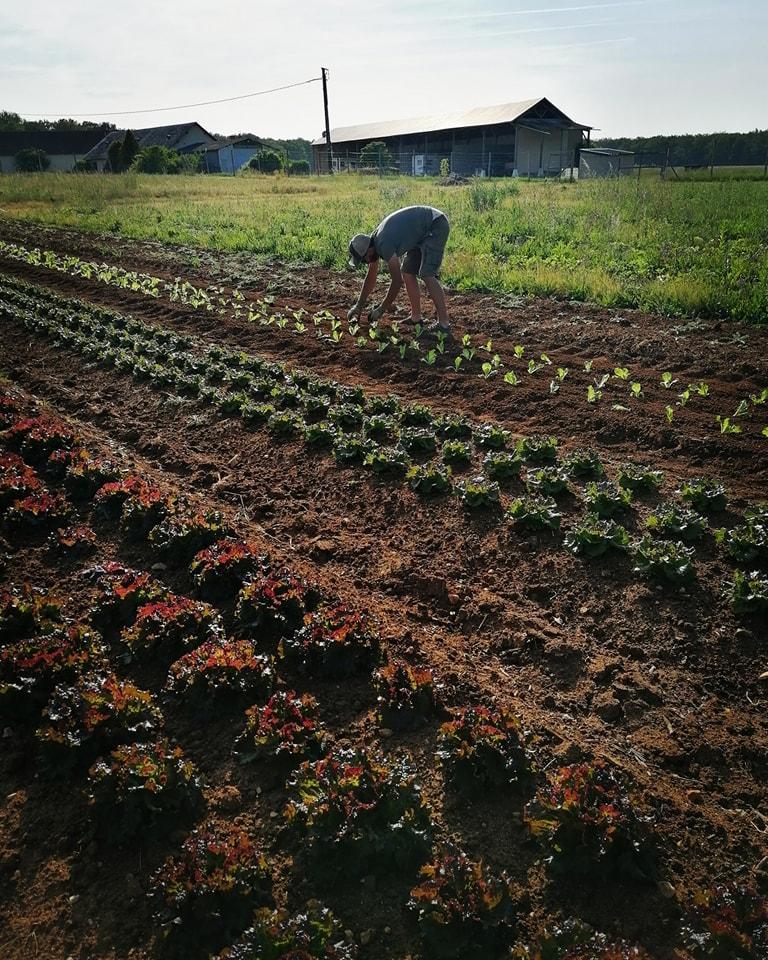 Plantation des salades