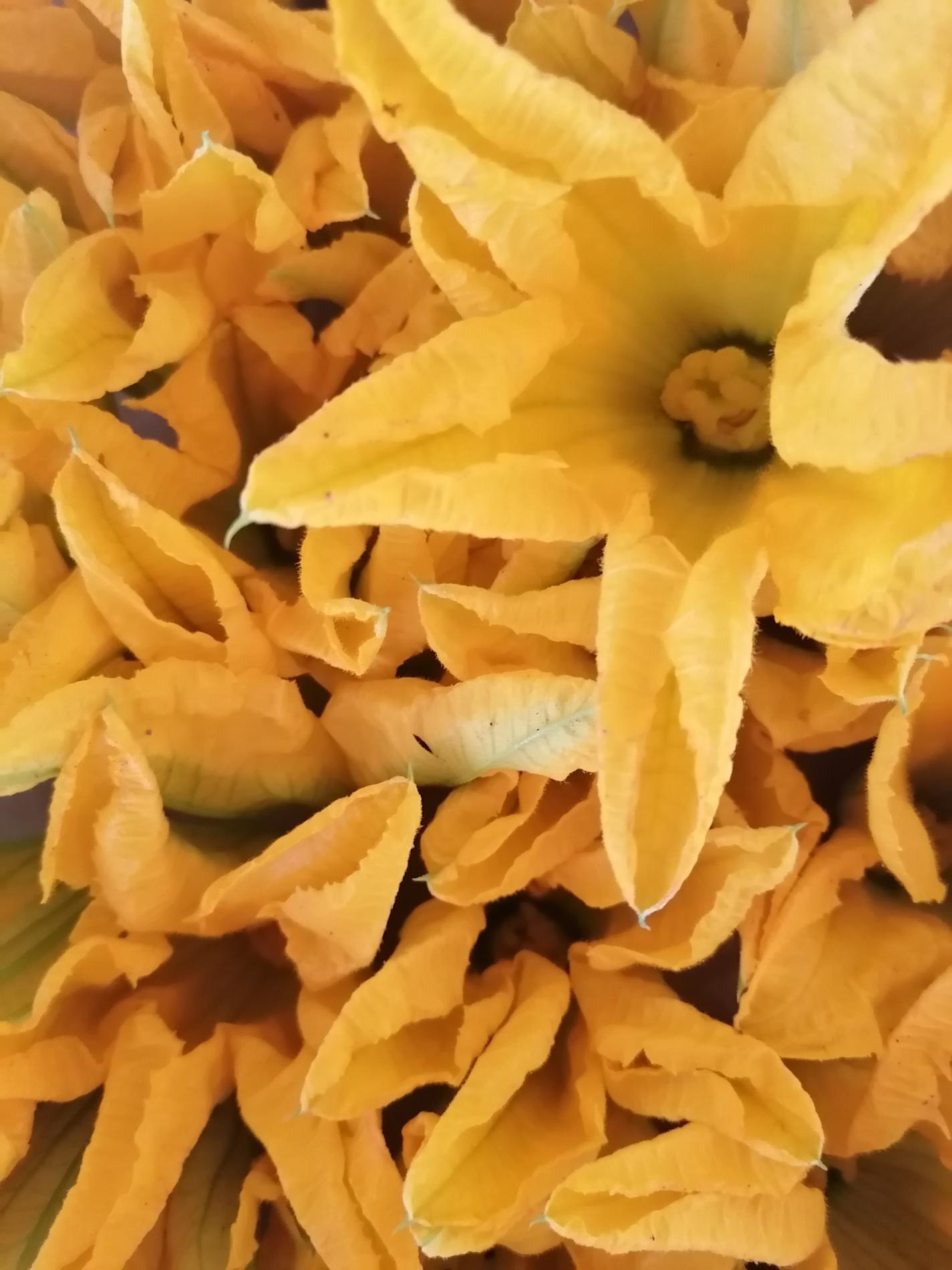 Arriv&eacute;e des fleurs de courgette 🌼