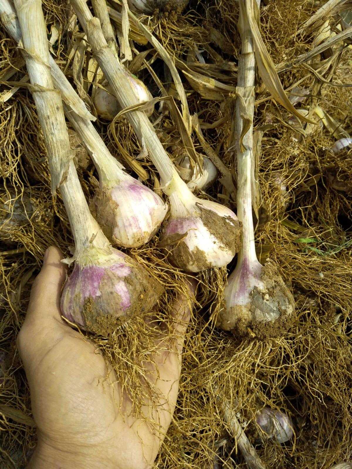 Arriv&eacute;e de l'Ail