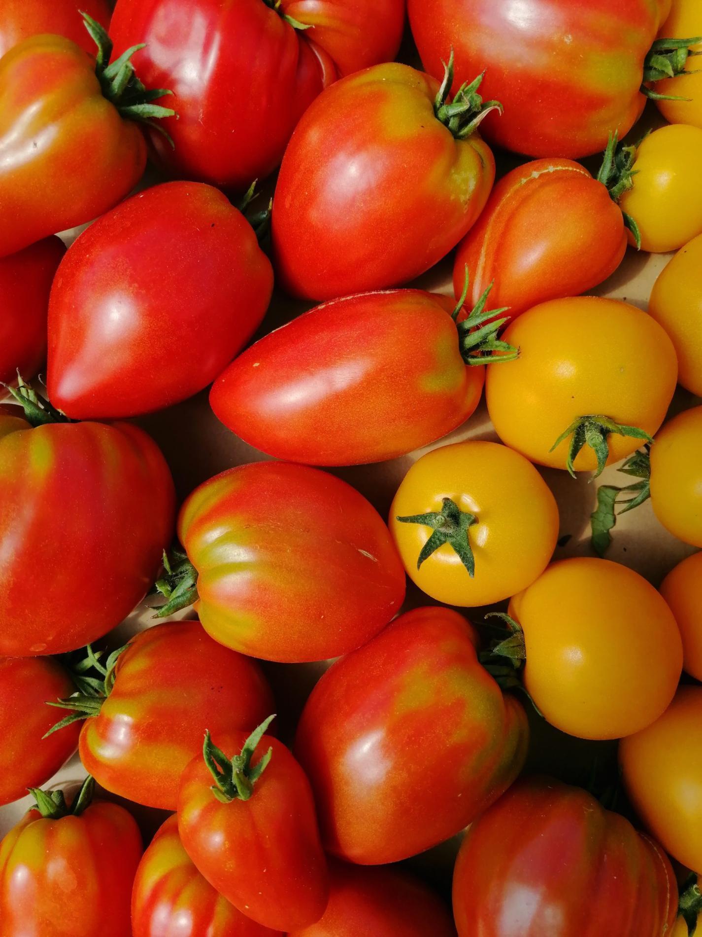 Arriv&eacute;e des Tomates