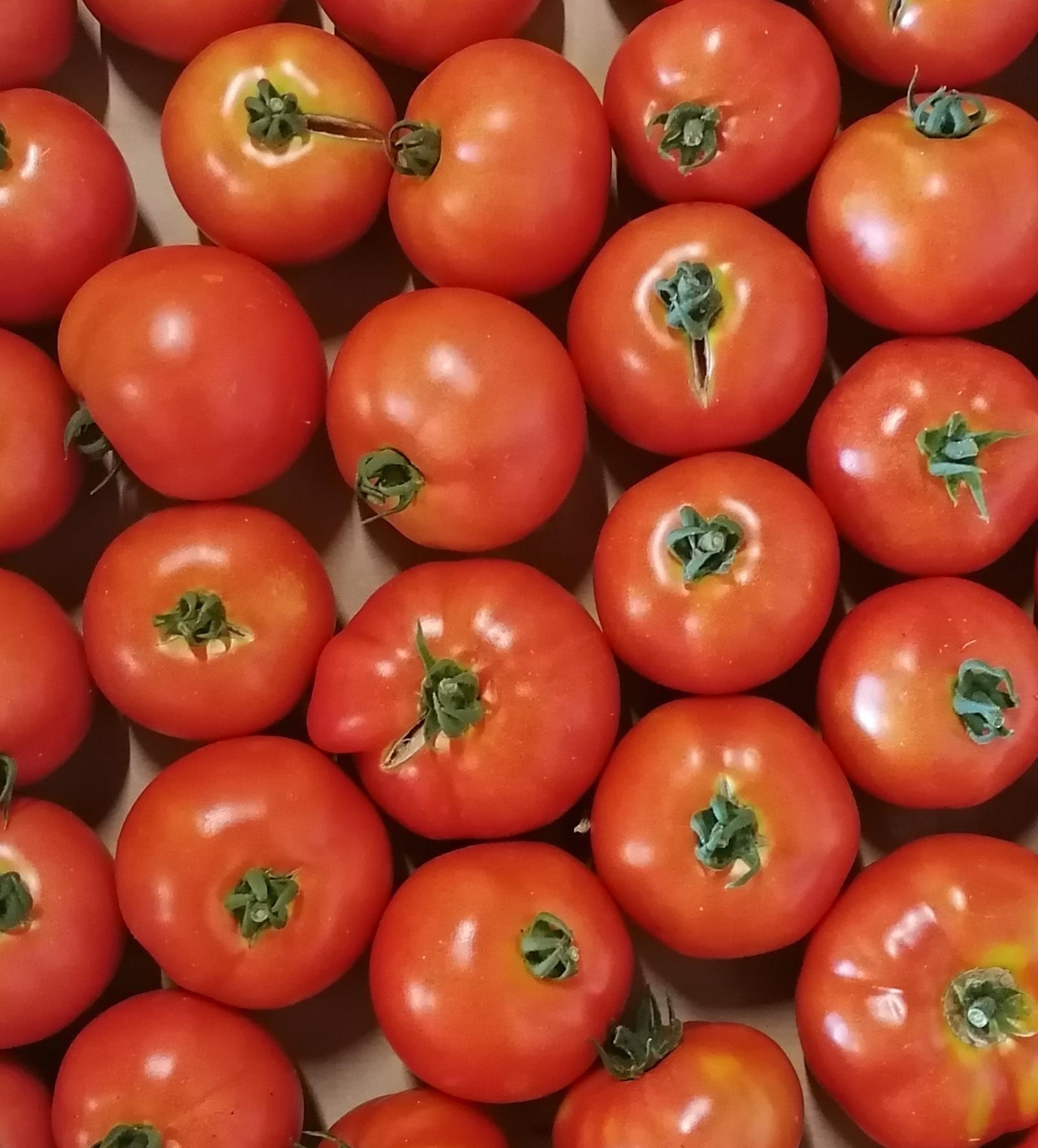 Arriv&eacute;e des Tomates