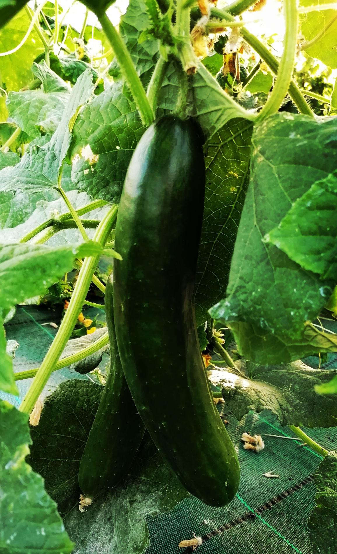 Arriv&eacute;e du Concombre