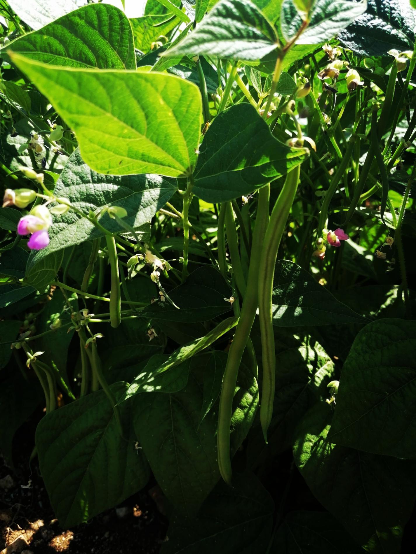 Arriv&eacute;e des Haricots Verts