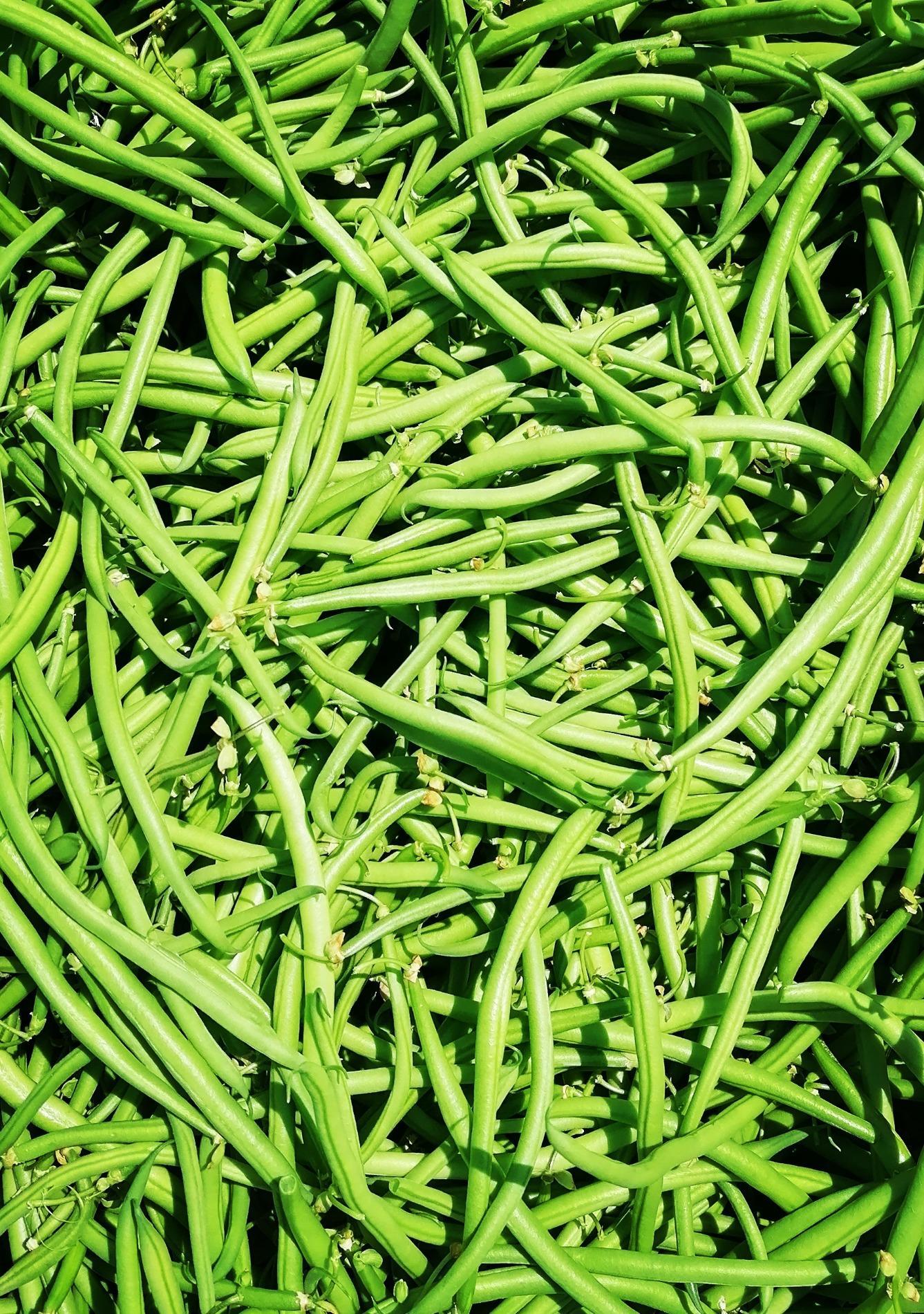 Arriv&eacute;e des Haricots Verts