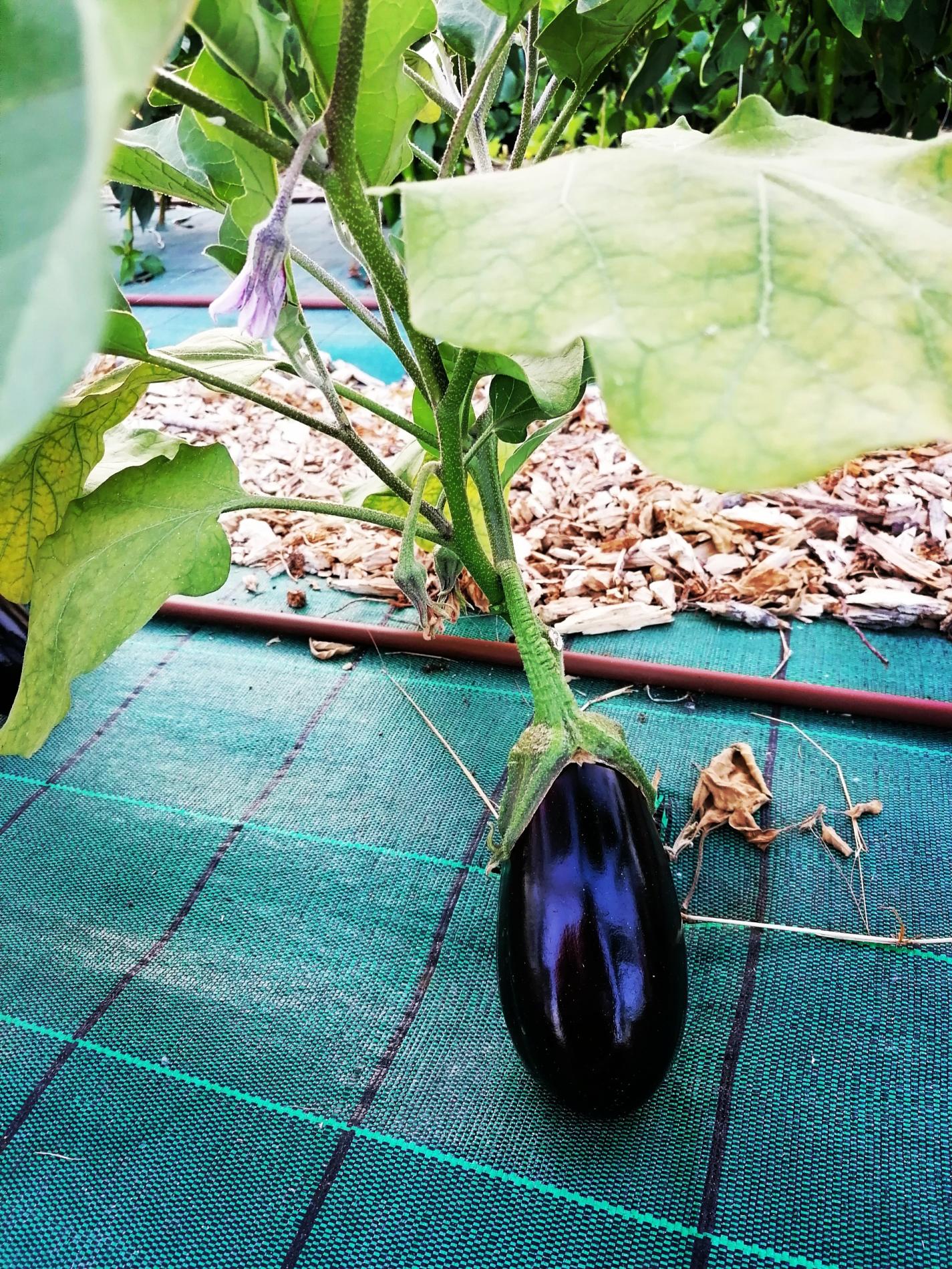 Arriv&eacute;e des Aubergines