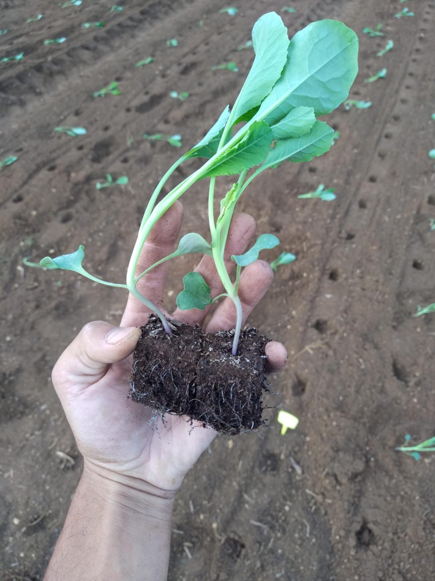 Plantation des Choux