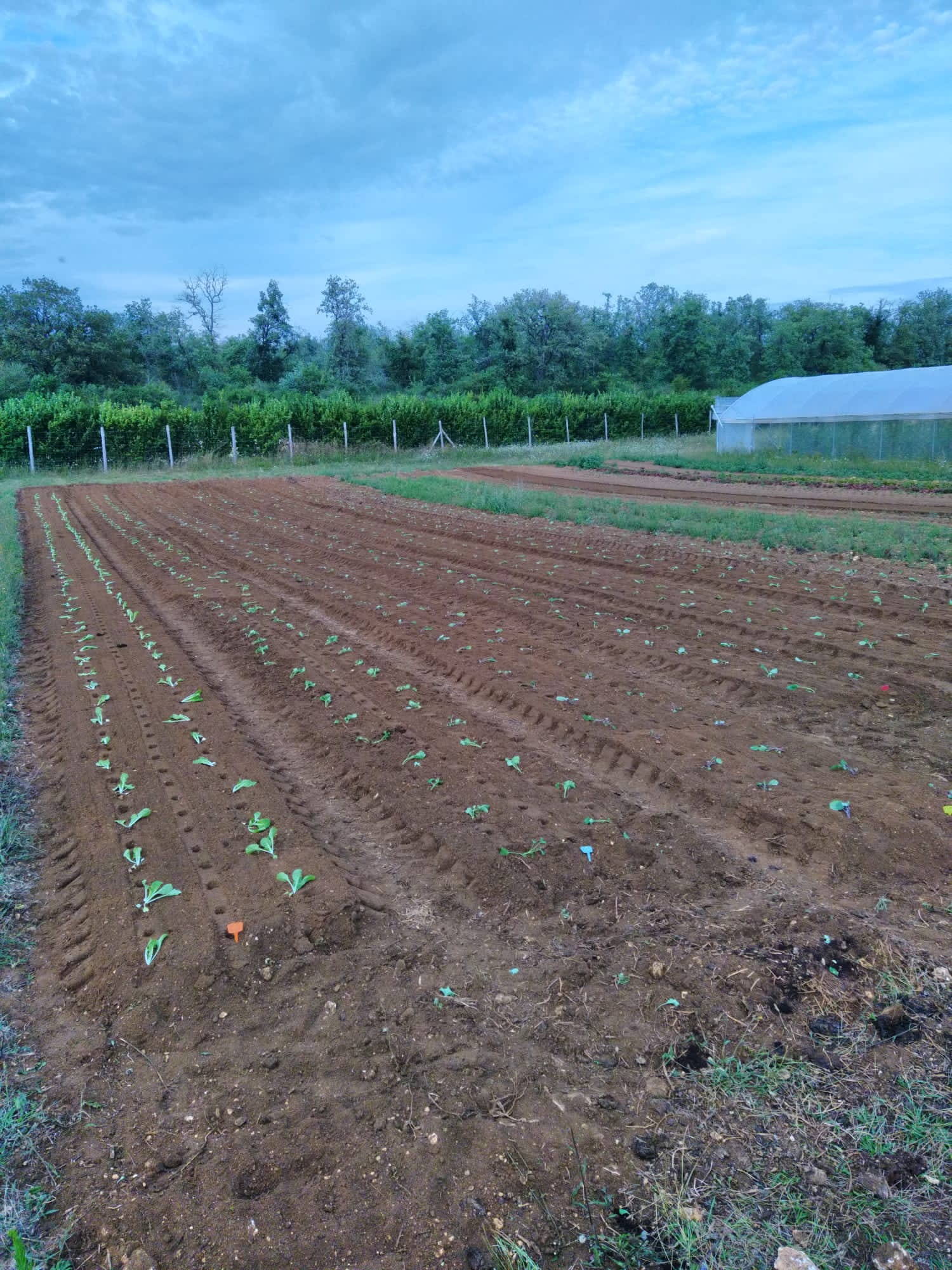 Plantation des Choux