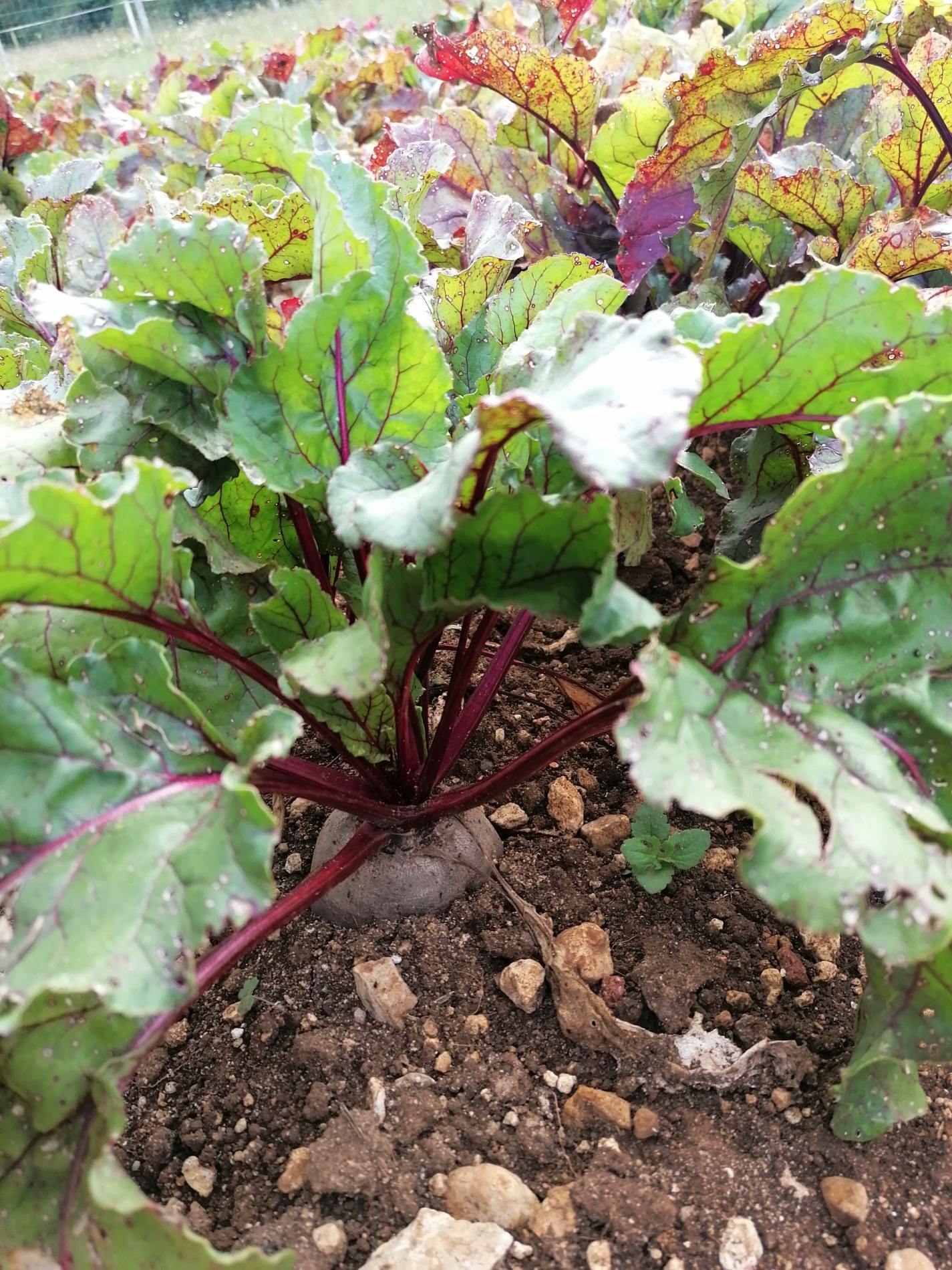 Arriv&eacute;e de la Betterave