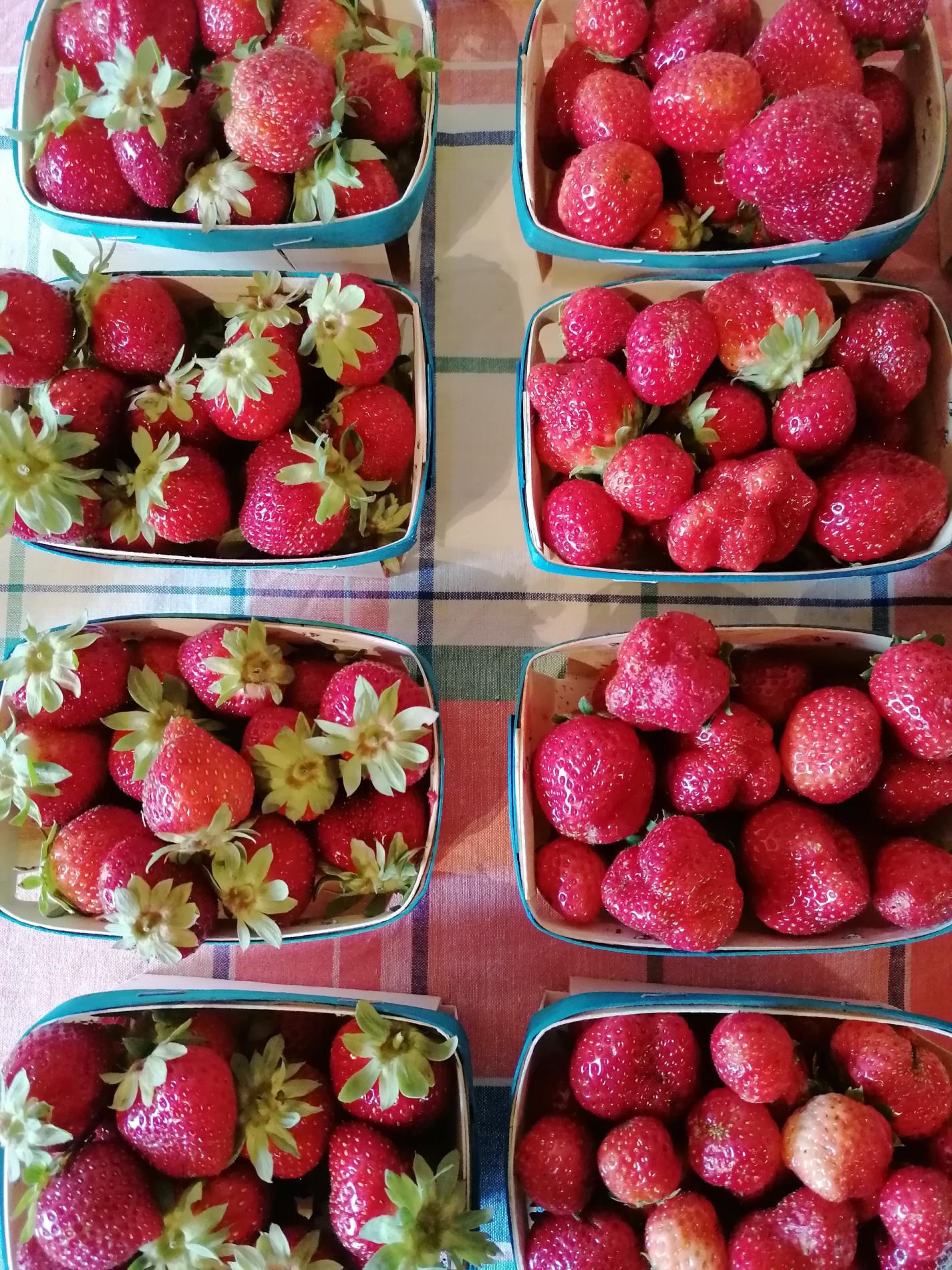 Arriv&eacute;e des Fraises