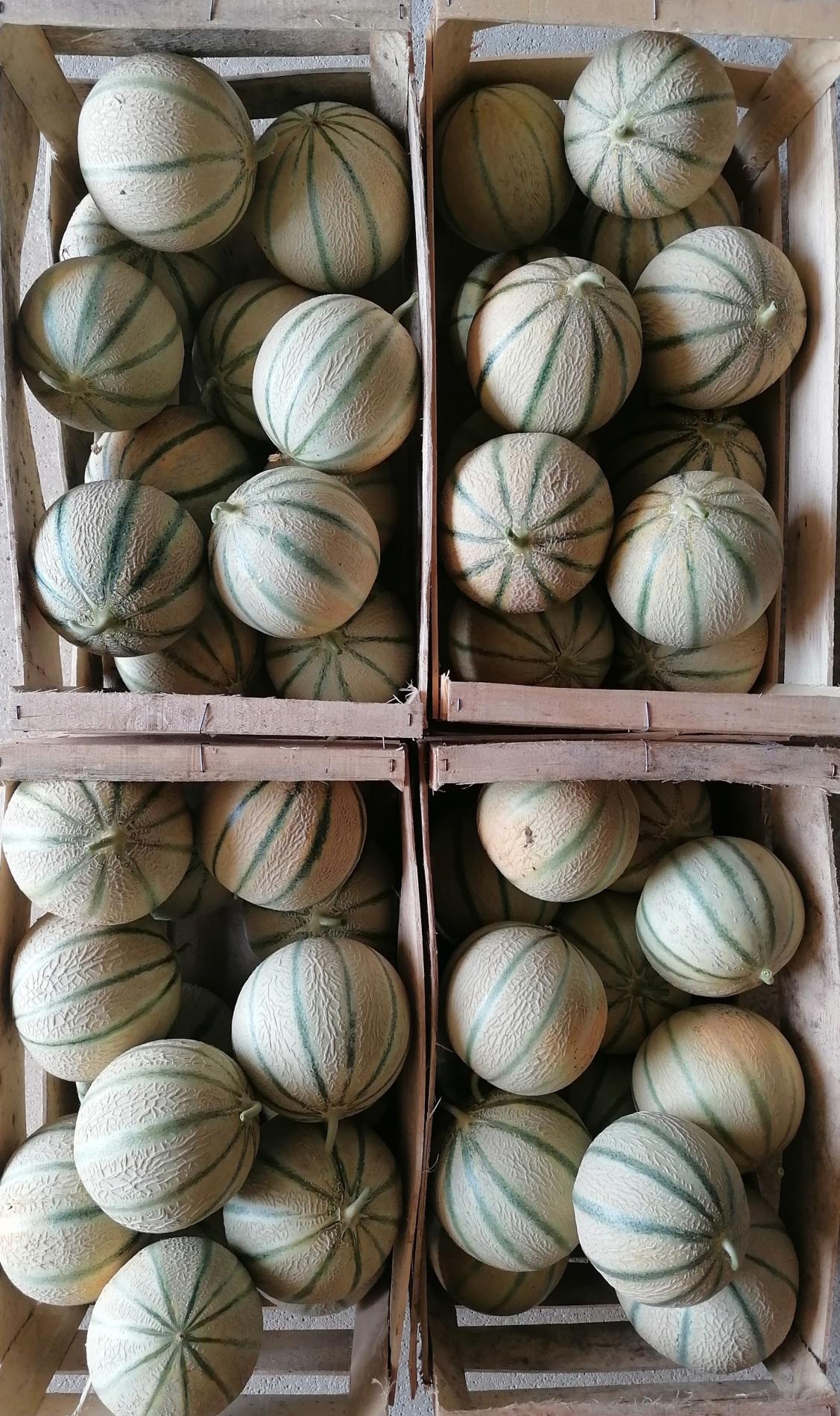 Arriv&eacute;e du Melon