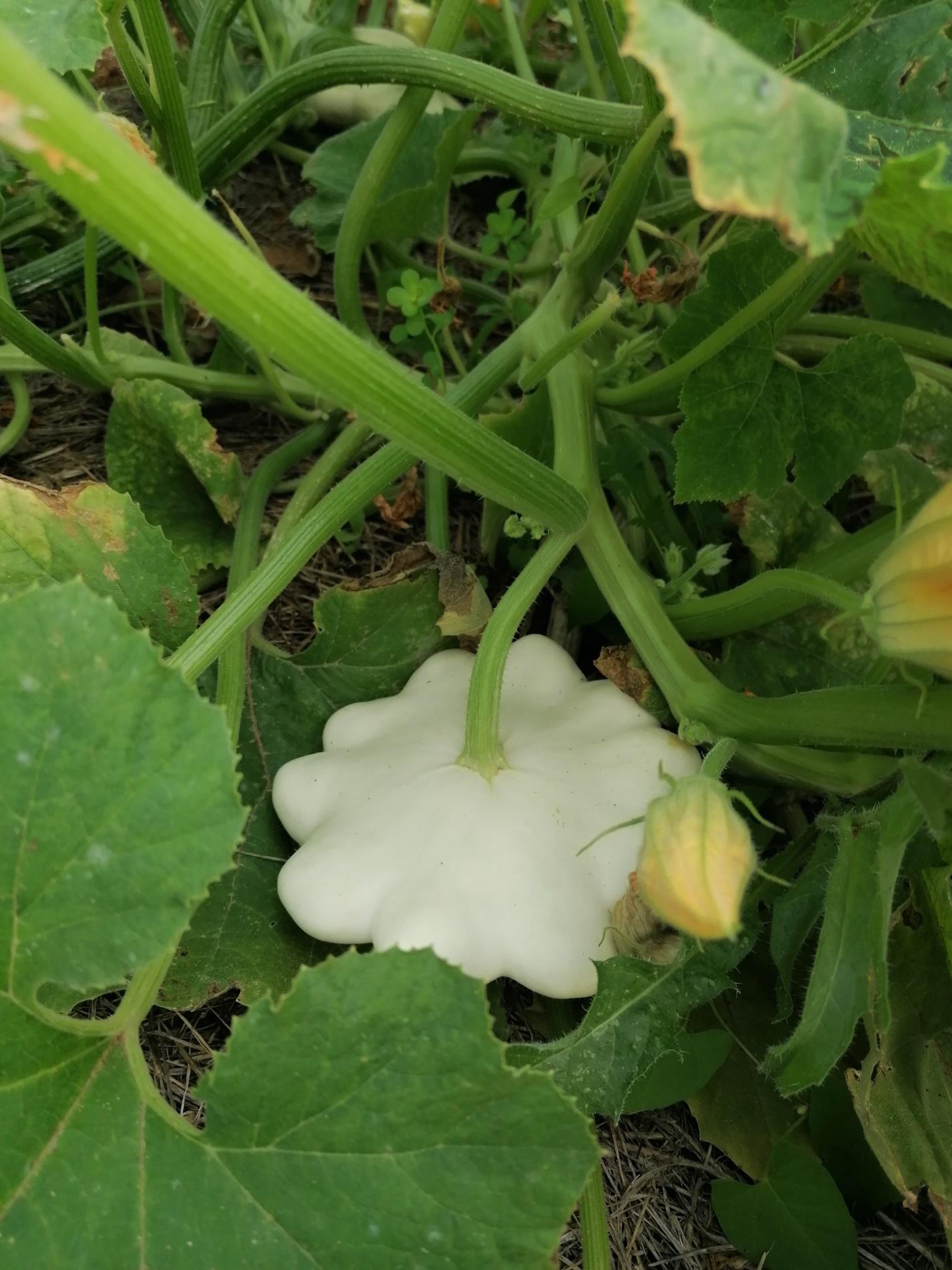 Arriv&eacute;e du P&acirc;tisson Blanc