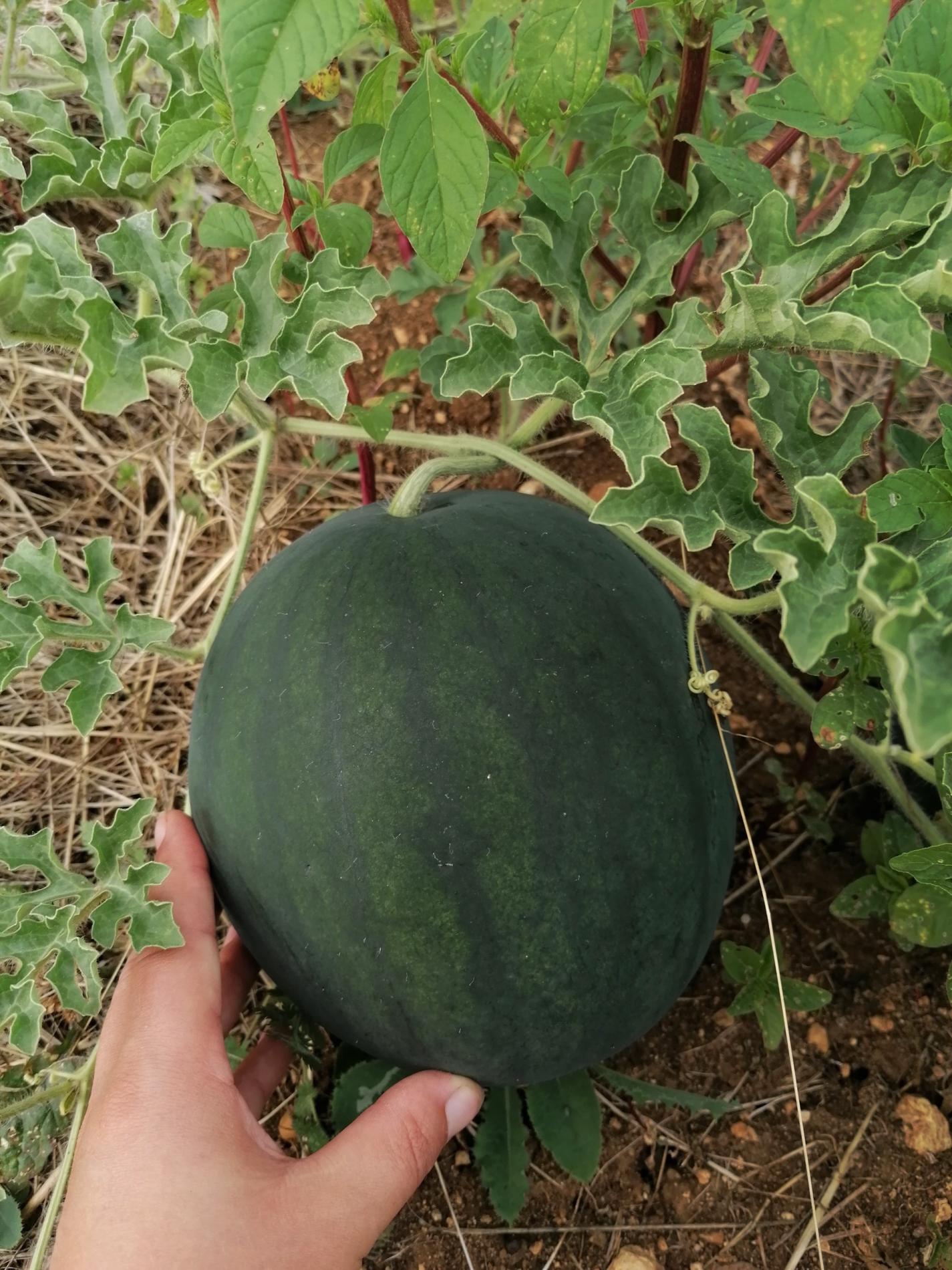 Arriv&eacute;e des Past&egrave;ques