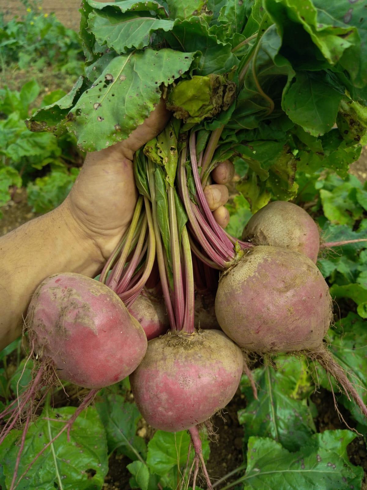 Arriv&eacute;e de la Betterave Chioggia