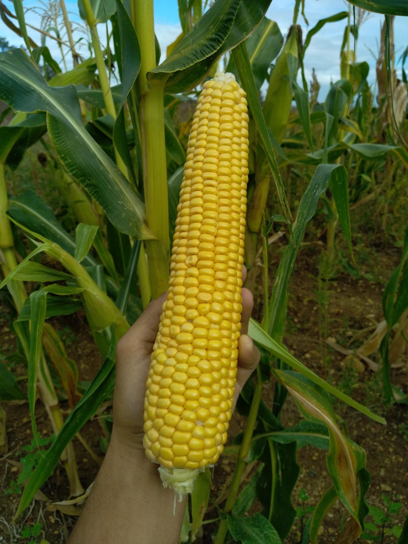 Arriv&eacute;e du Ma&iuml;s Doux