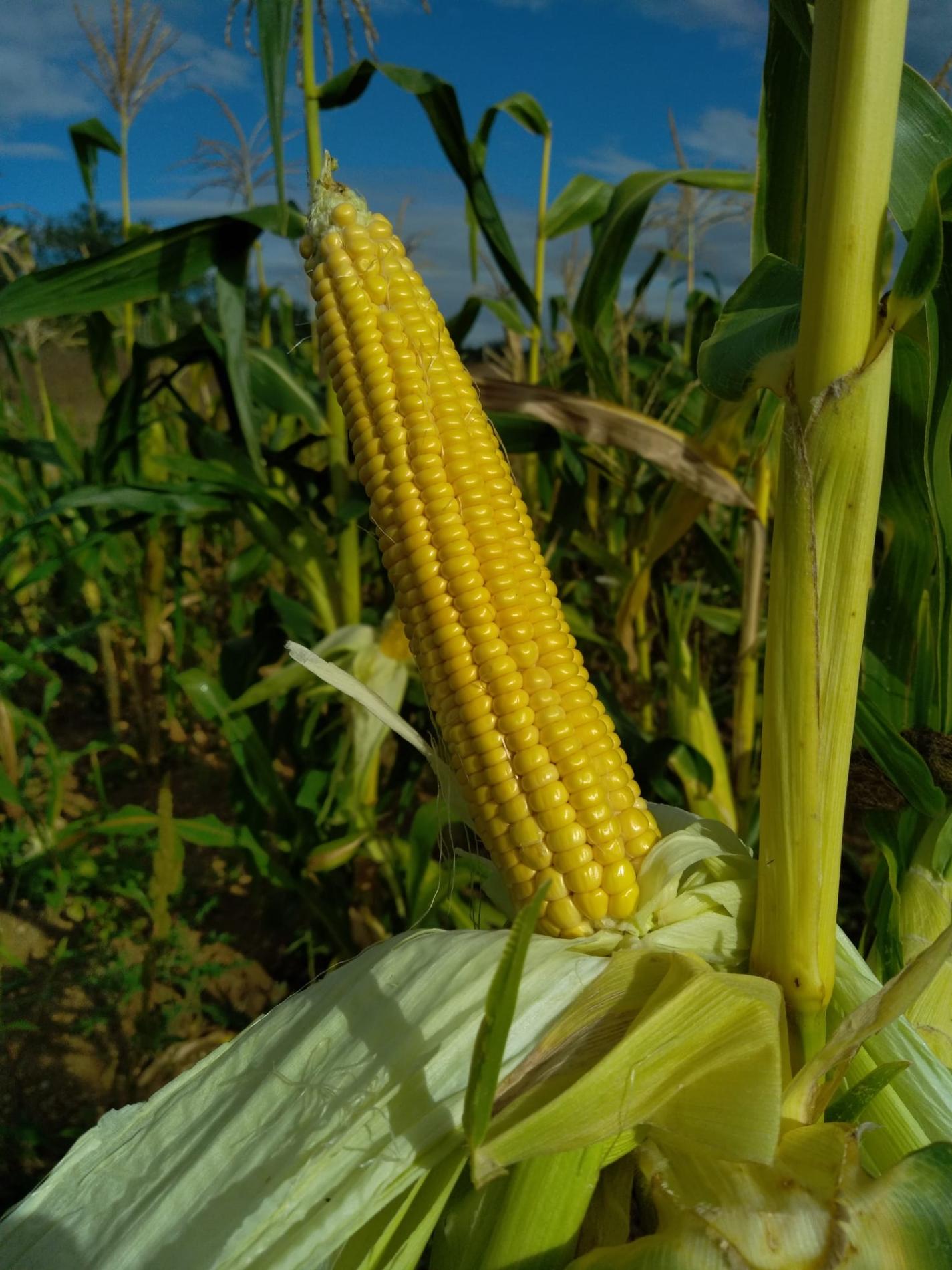Arriv&eacute;e du Ma&iuml;s Doux