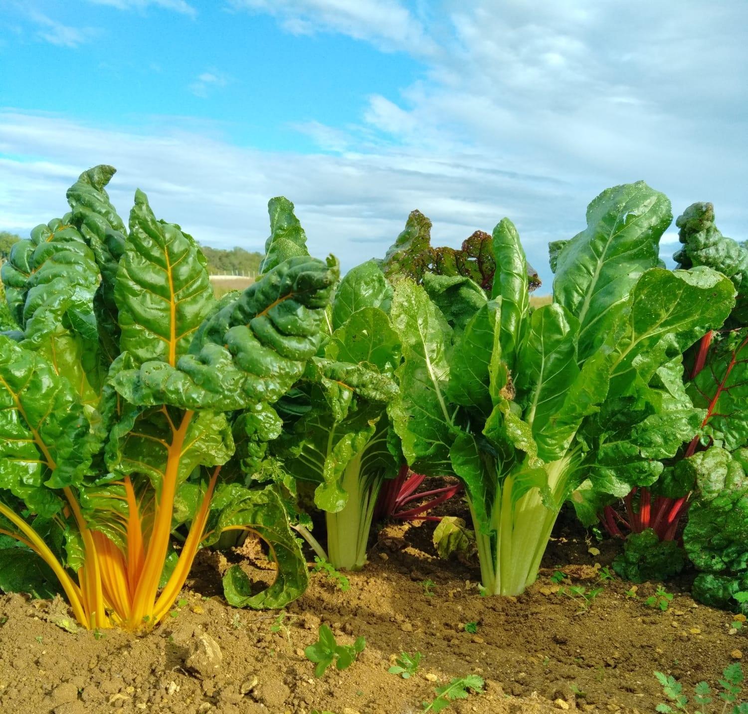 Arriv&eacute;e de la Blette