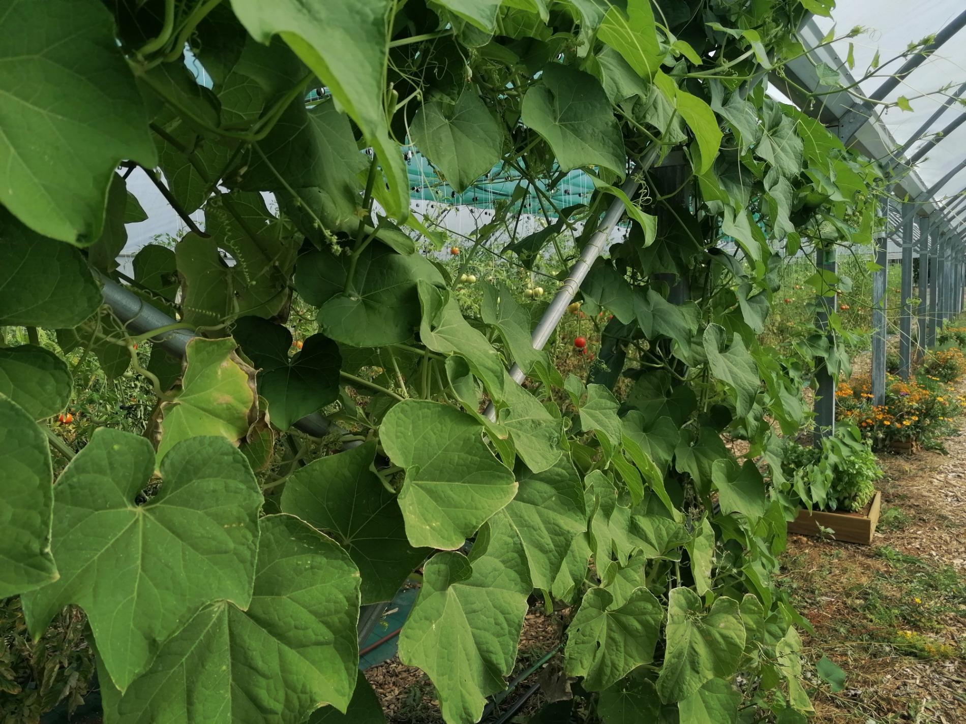 Arriv&eacute;e de la Christophine