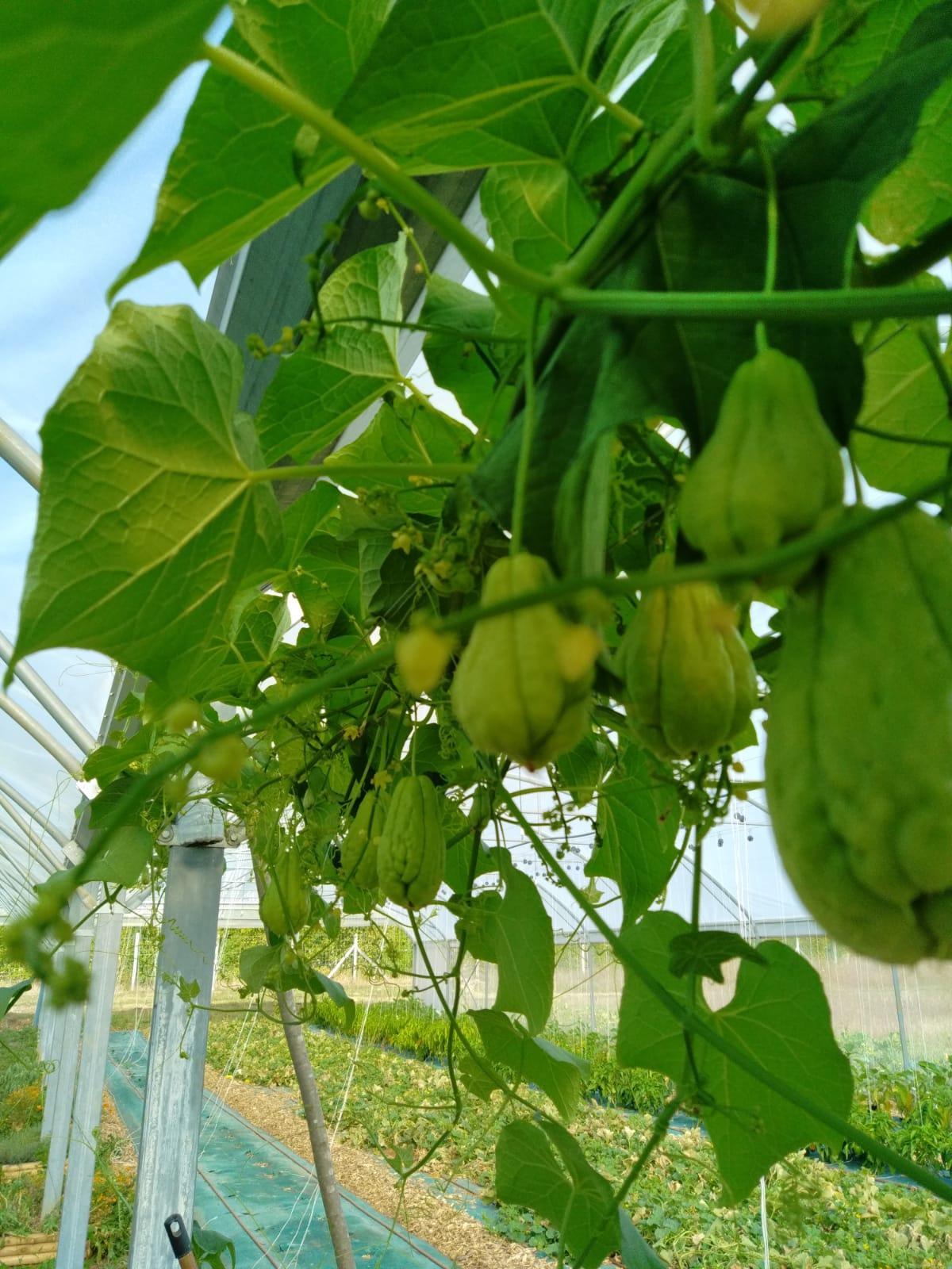 Arriv&eacute;e de la Christophine