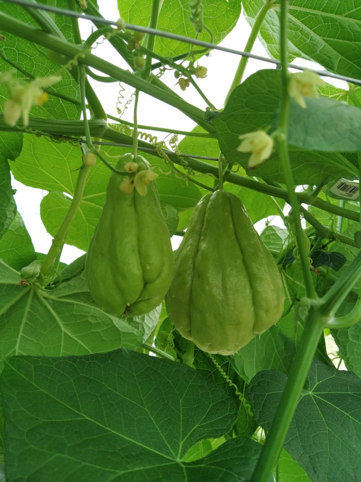 Arriv&eacute;e de la Christophine