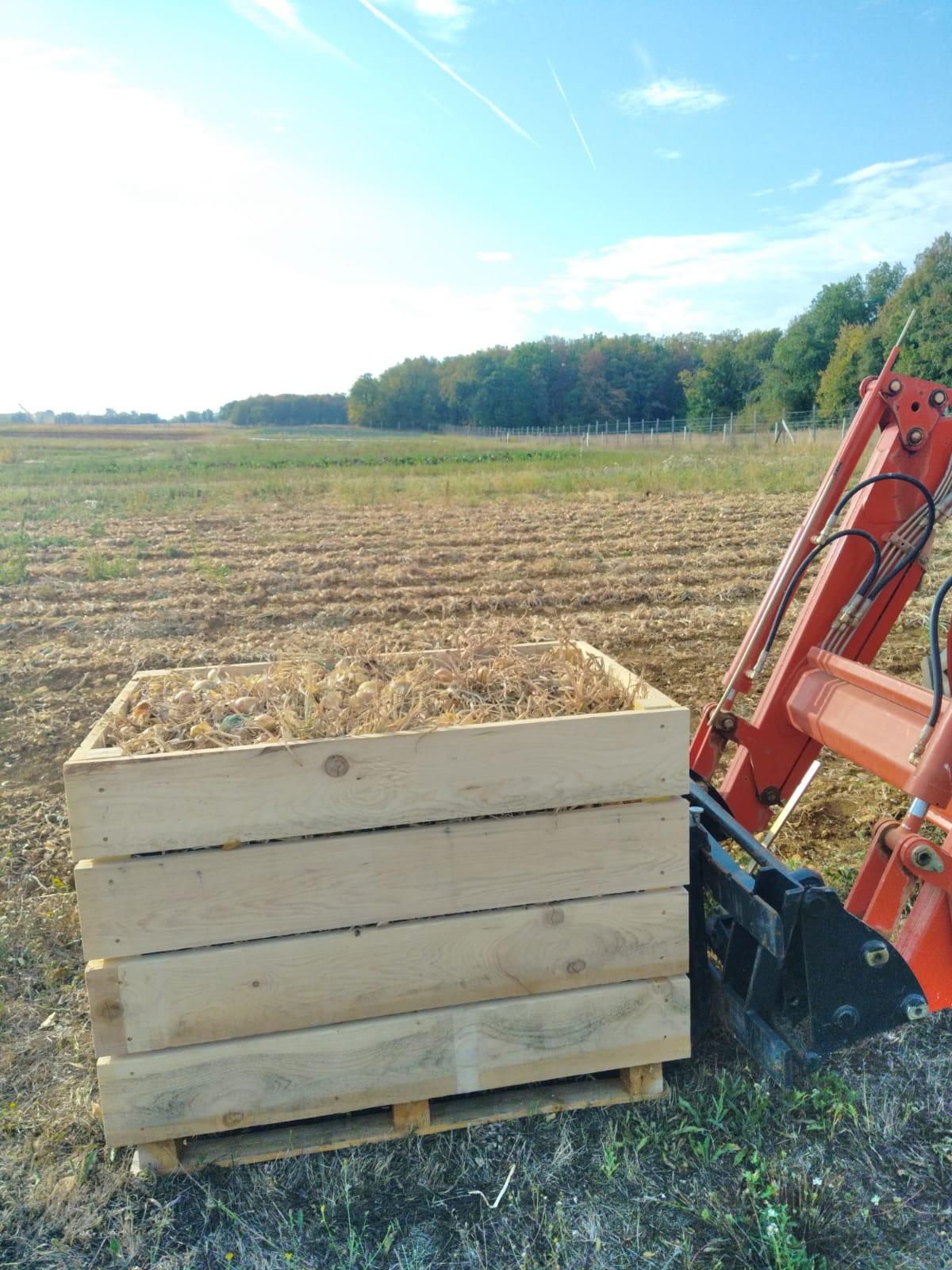 Arriv&eacute;e des Oignons et des &Eacute;chalotes