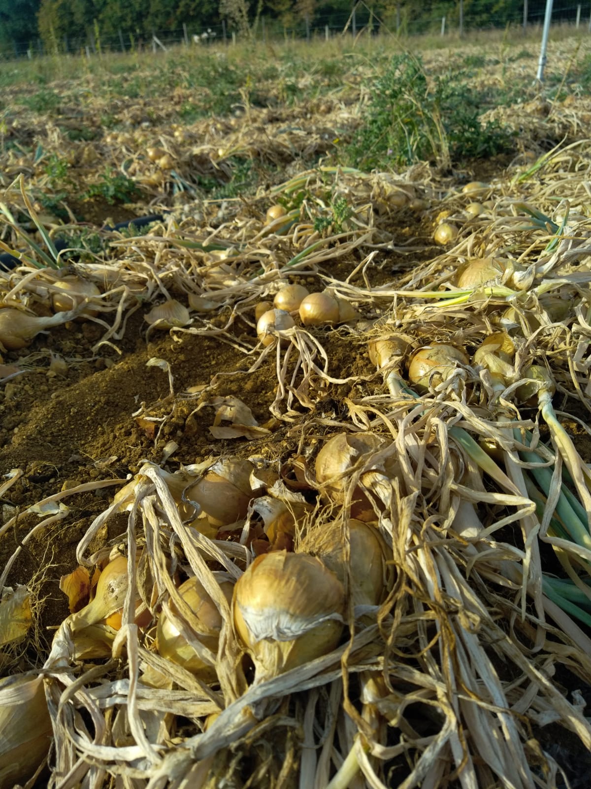 Arriv&eacute;e des Oignons et des &Eacute;chalotes