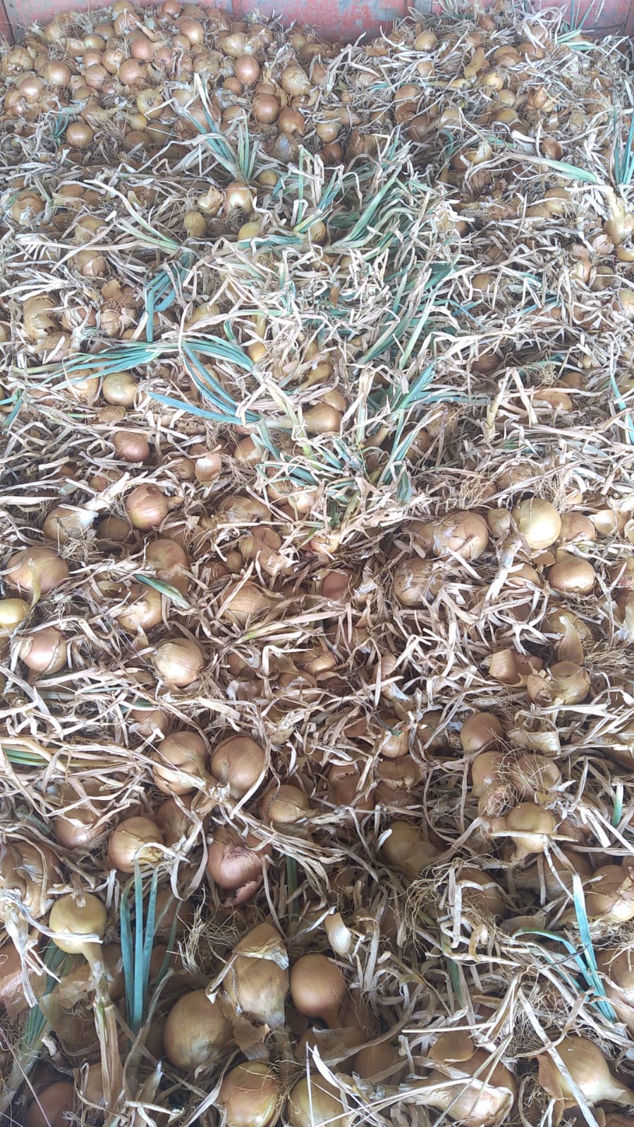 Arriv&eacute;e des Oignons et des &Eacute;chalotes