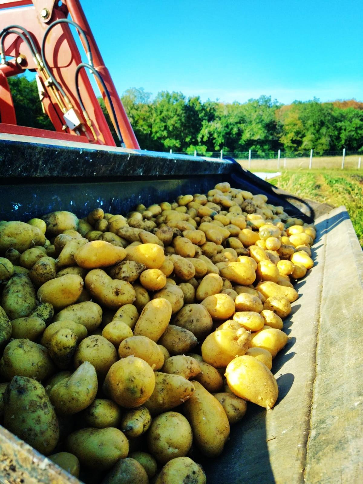 Arriv&eacute;e des Pommes de Terre