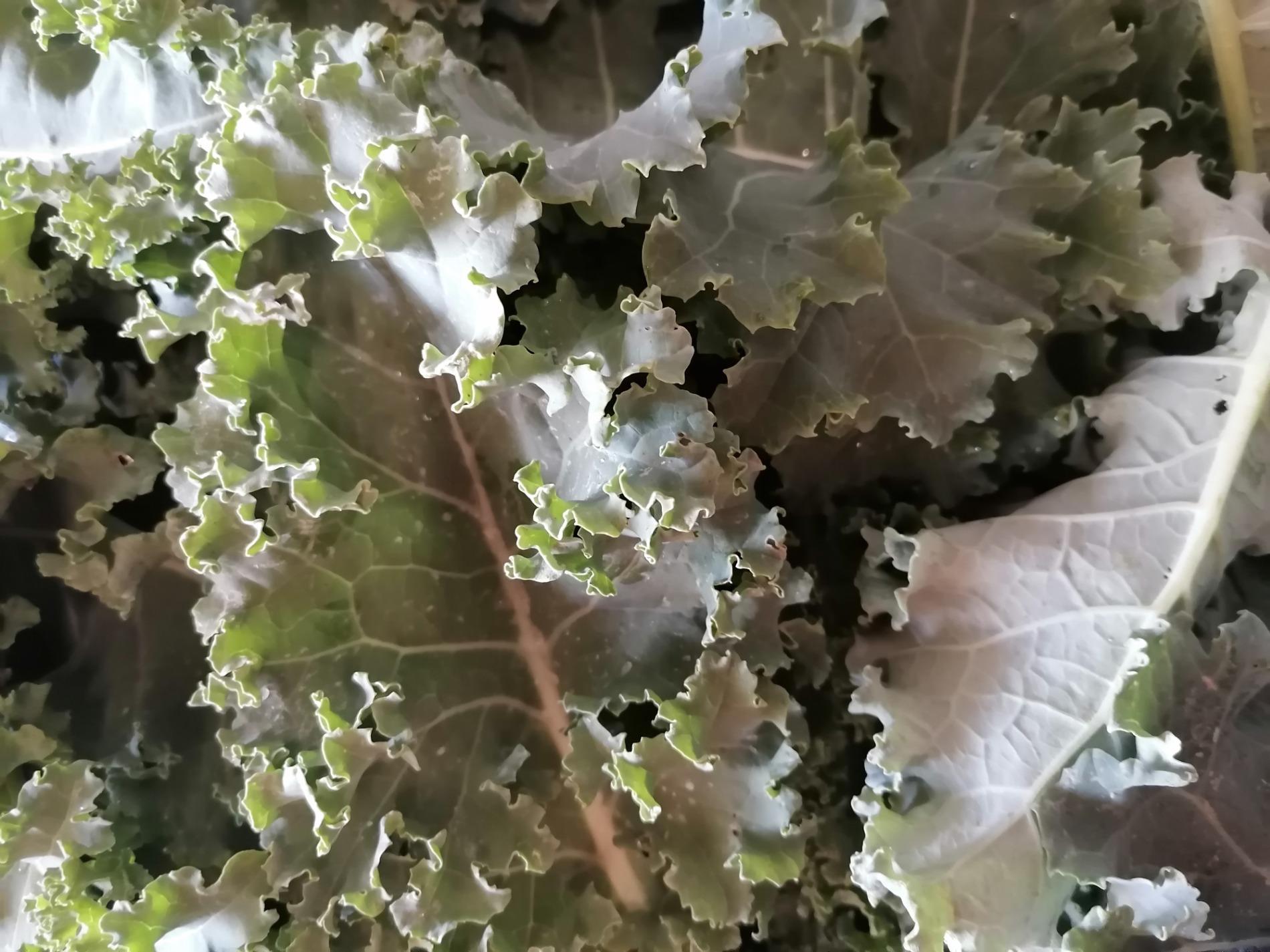 Arriv&eacute;e du Choux Kale