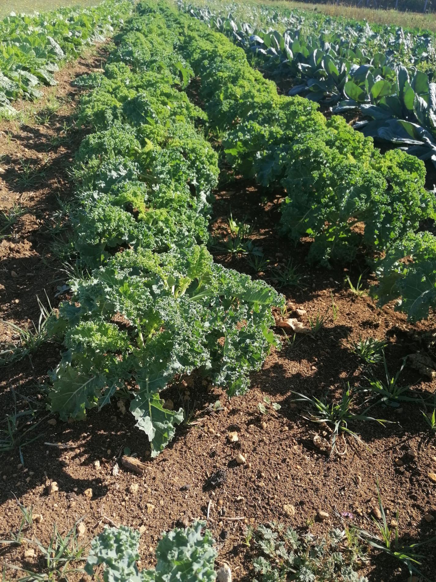 Arriv&eacute;e du Choux Kale