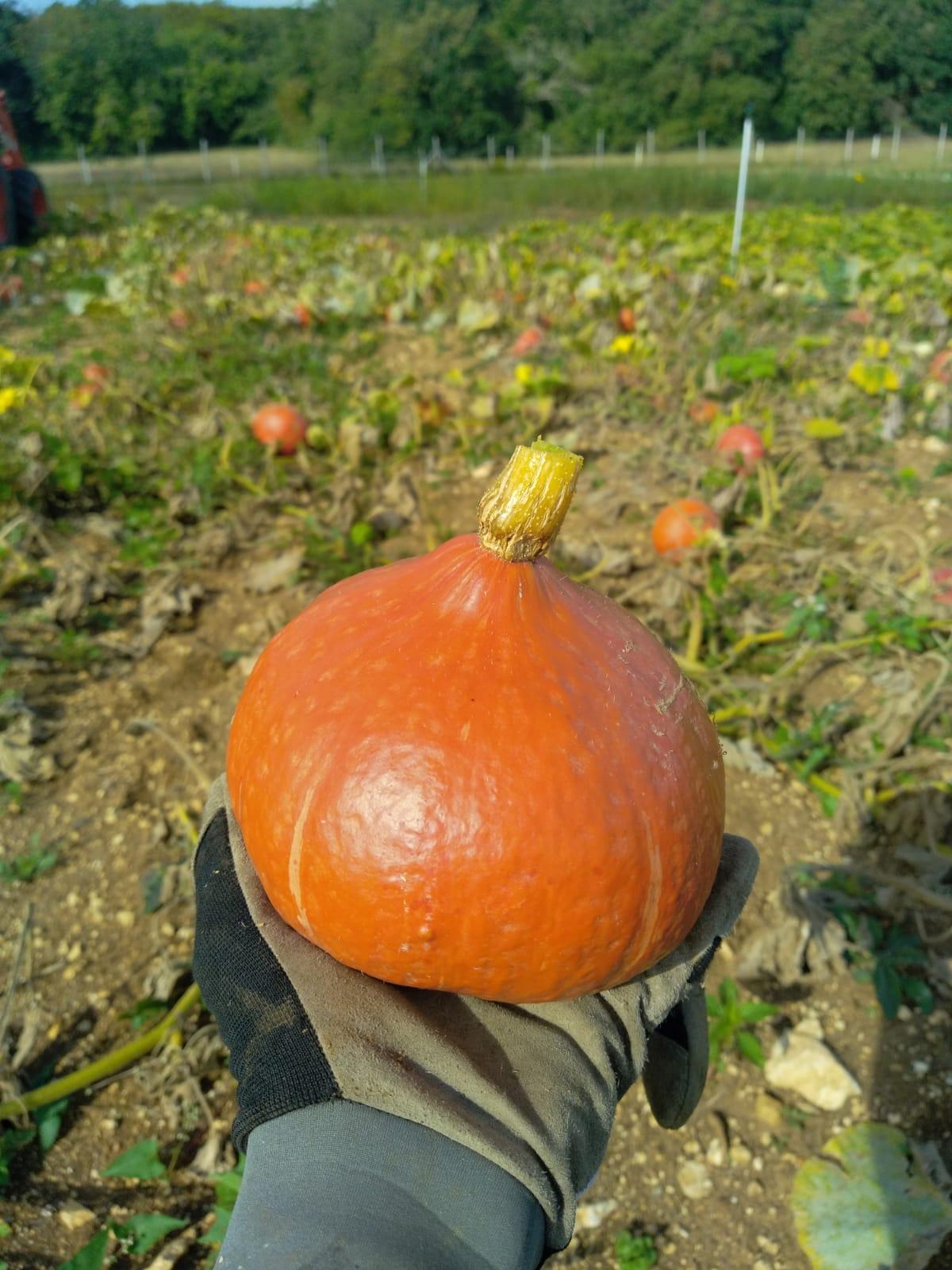 Arriv&eacute;e du Potimarron