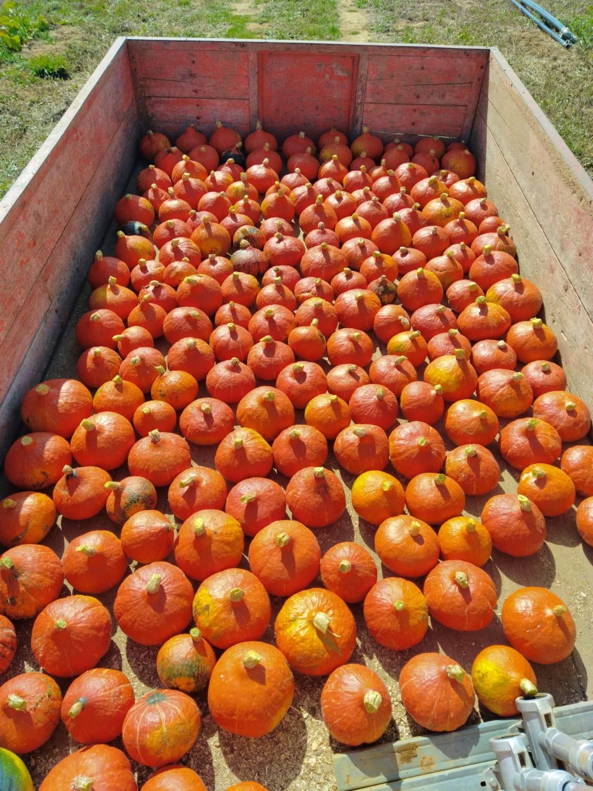 Arriv&eacute;e du Potimarron