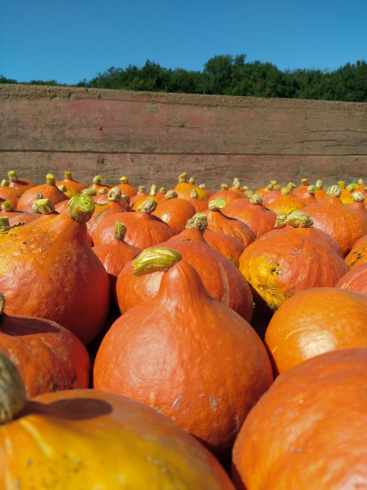 Arriv&eacute;e du Potimarron