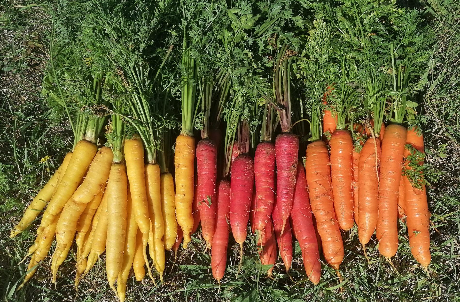 Arriv&eacute;e des carottes