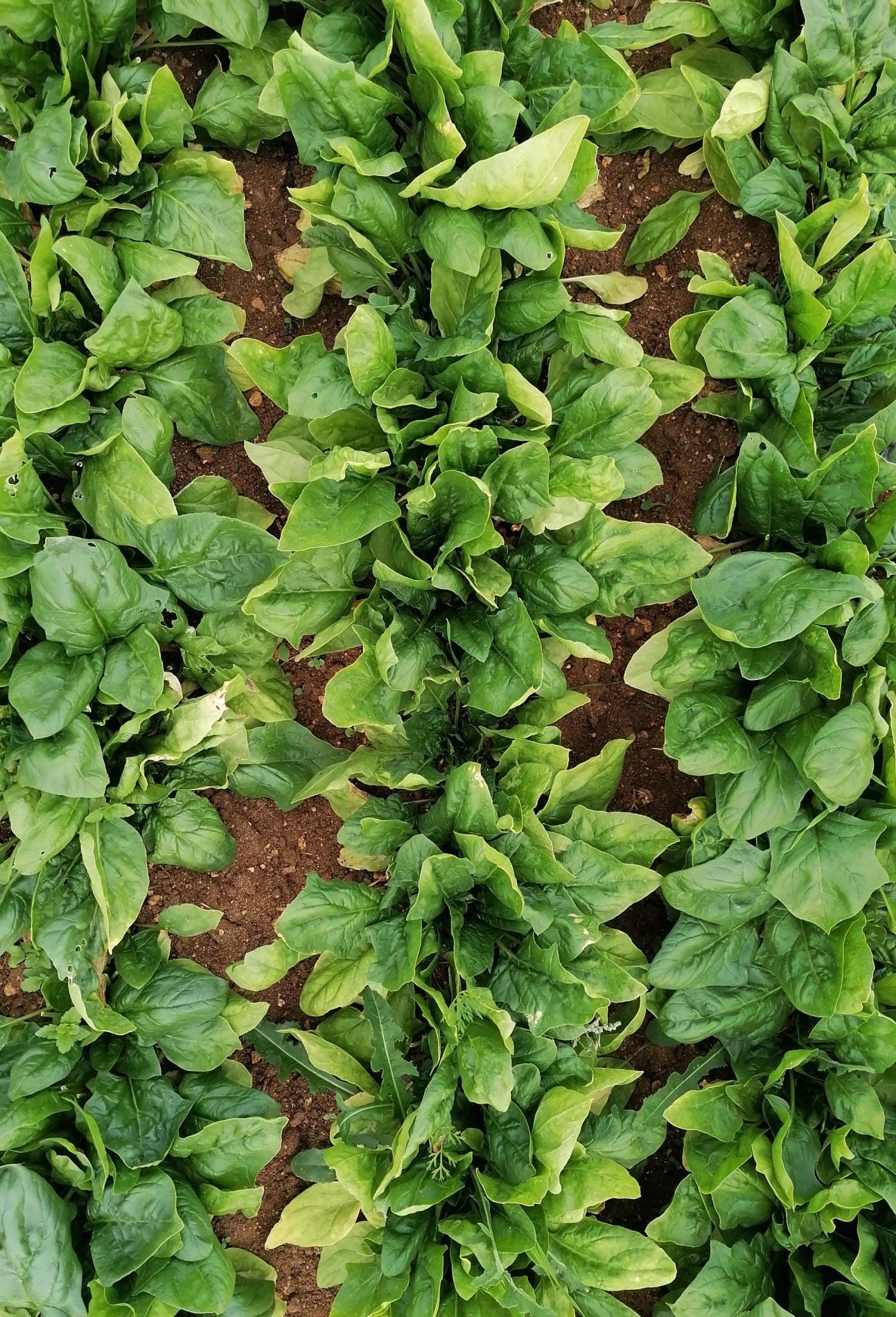 Arriv&eacute;e des &Eacute;pinards