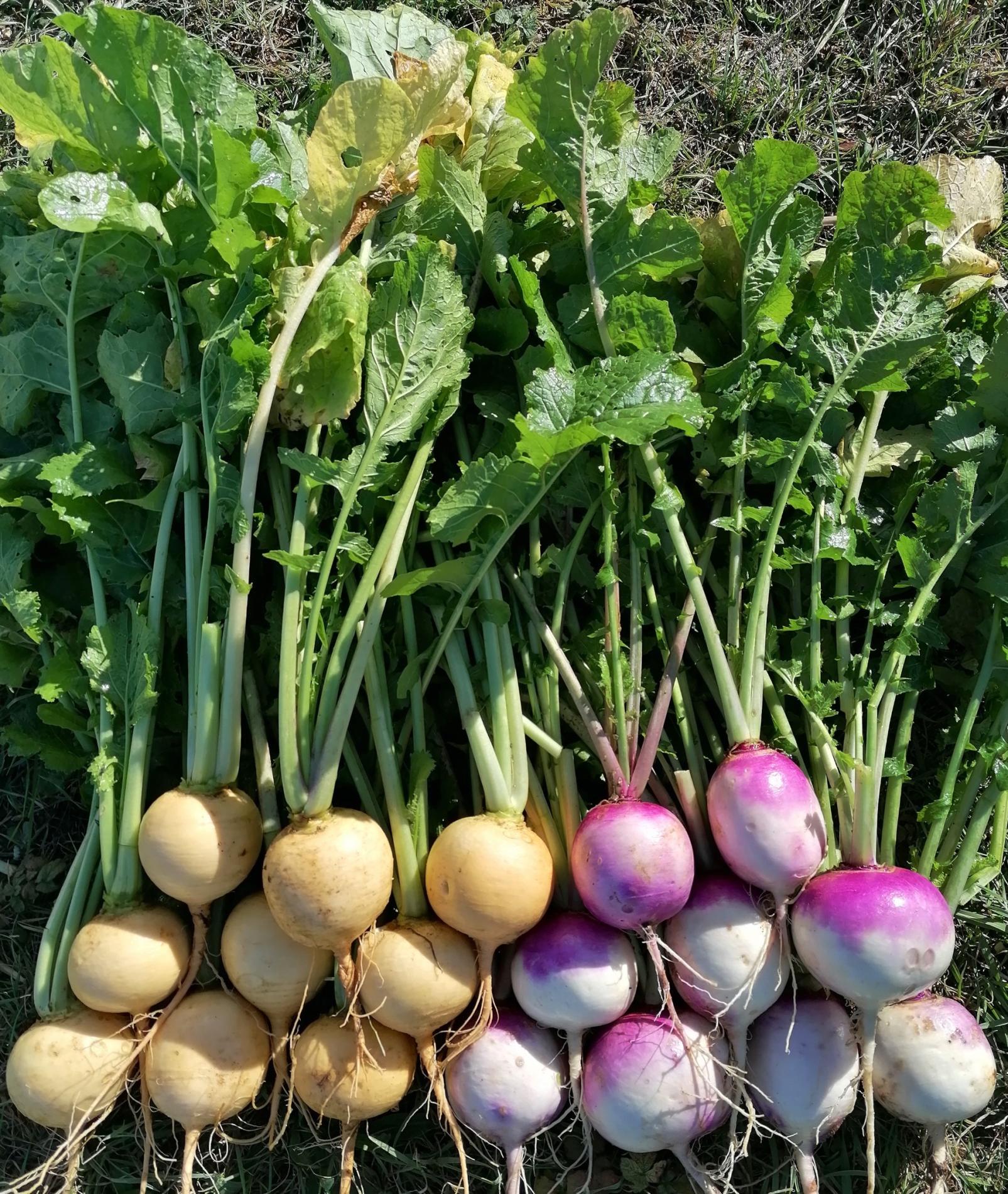 Arriv&eacute;e des navets