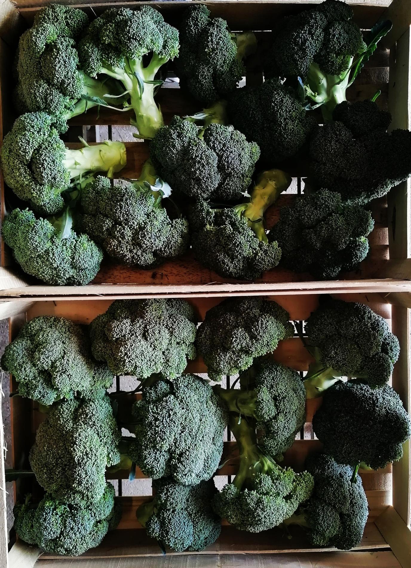 Arriv&eacute;e des Brocolis