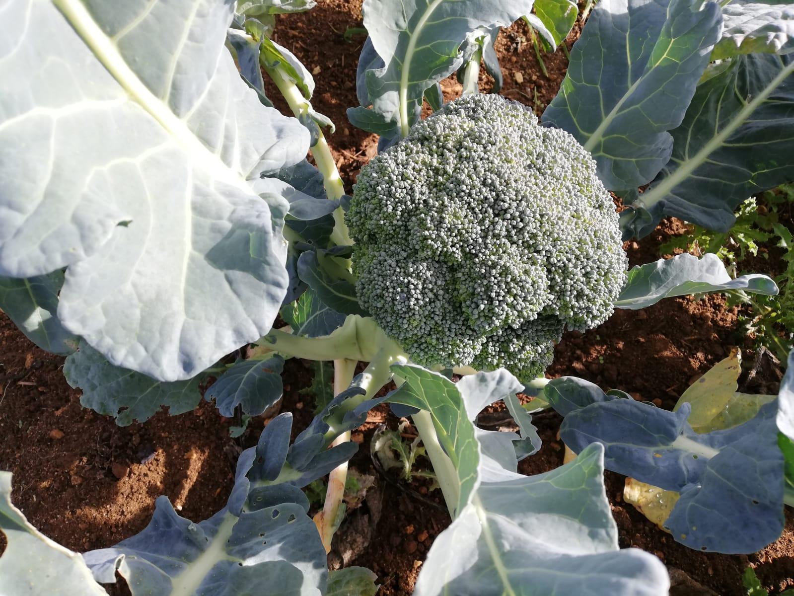 Arriv&eacute;e des Brocolis